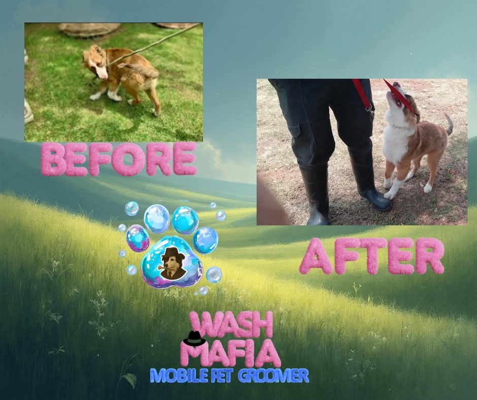 Rescue dog groomed at Benoni SPCA