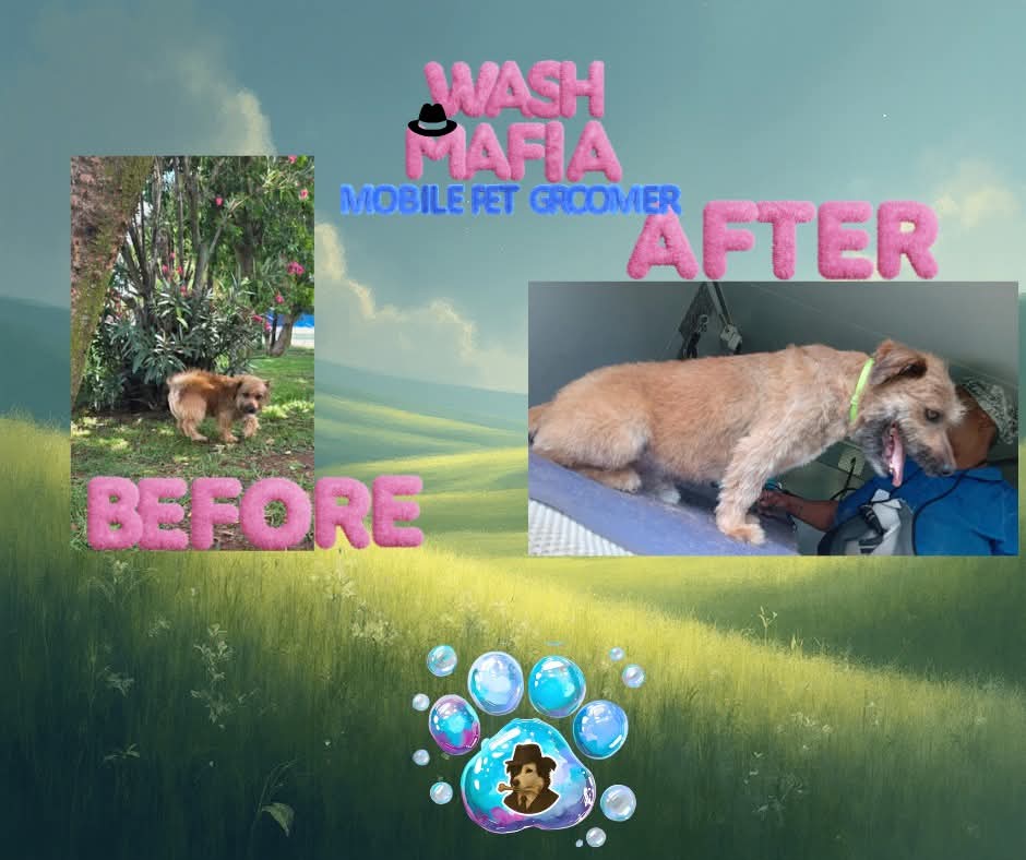 Wash Mafia grooming rescue at Benoni SPCA