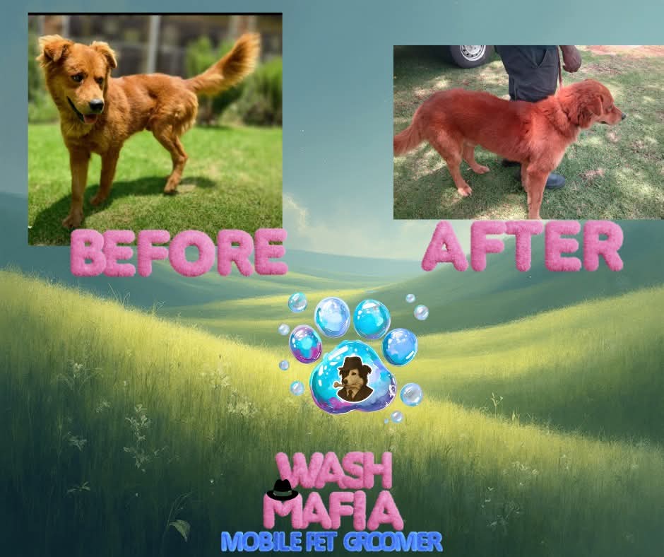 Wash Mafia washing rescue at Benoni SPCA