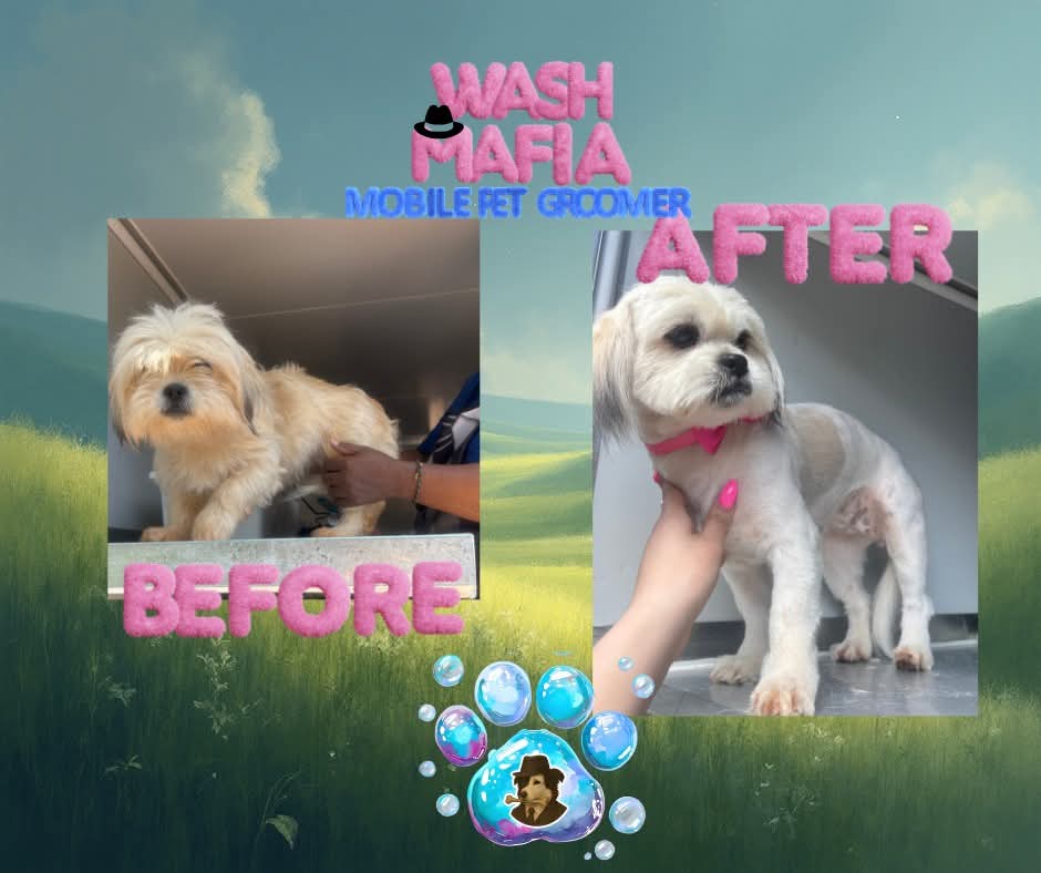 Happy dog after mobile grooming session in Boksburg