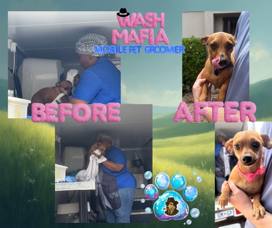 Min-pins groomed by Wash Mafia in Sunninghill