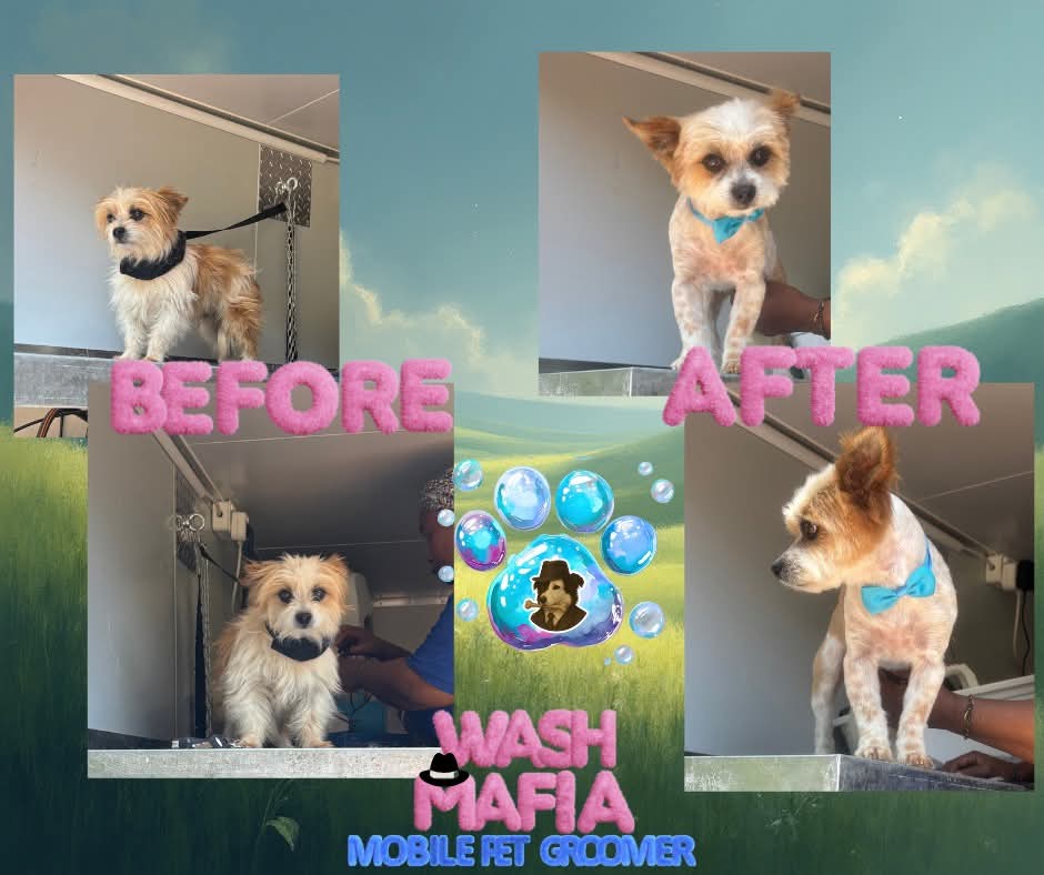 Dog washed by Wash Mafia in Kempton Park