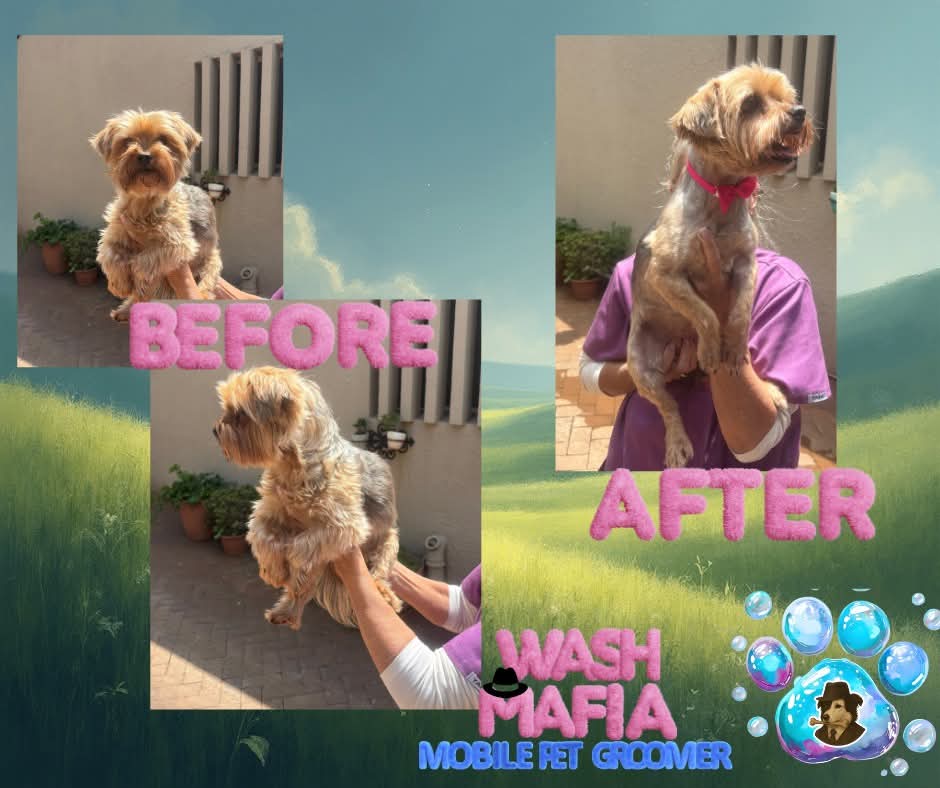Yorkie washed by Wash Mafia in Bedfordview
