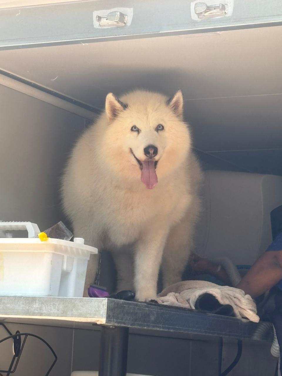 Wash Mafia groom a husky in Bedfordview