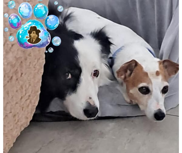 A happy dog after grooming