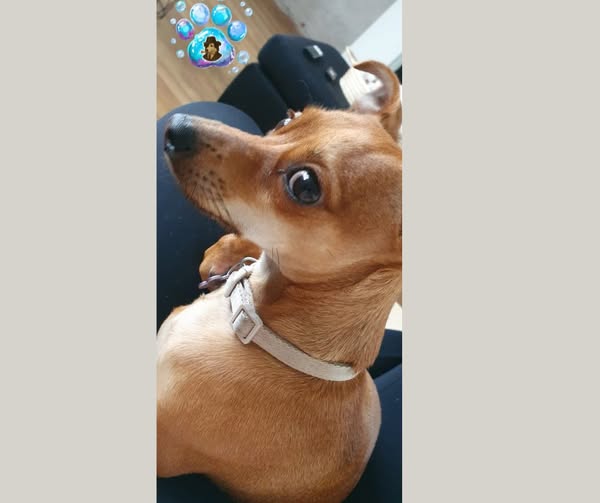 A happy dog after grooming